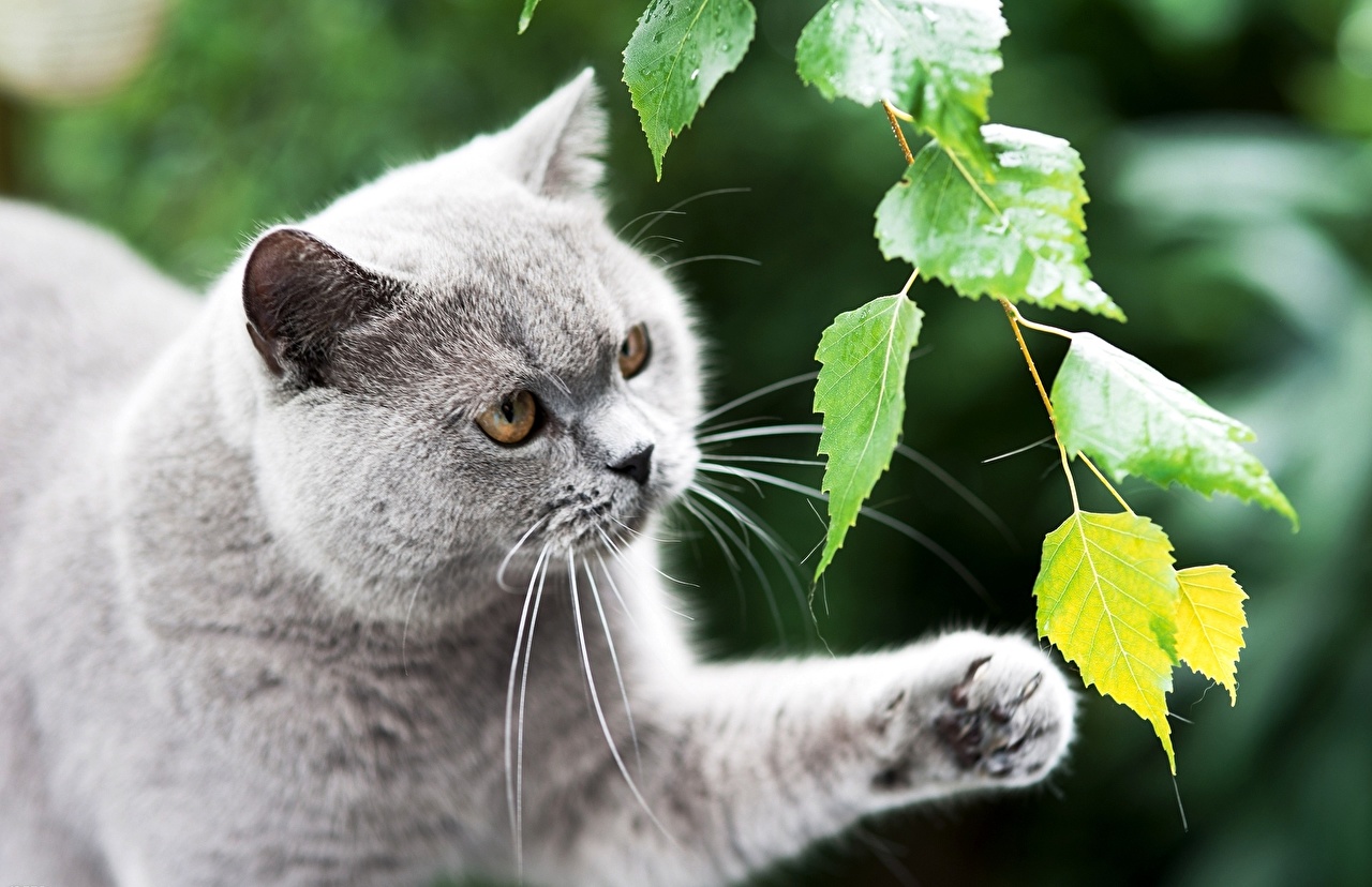 wunderschöne Katzen Hintergrundbilder!