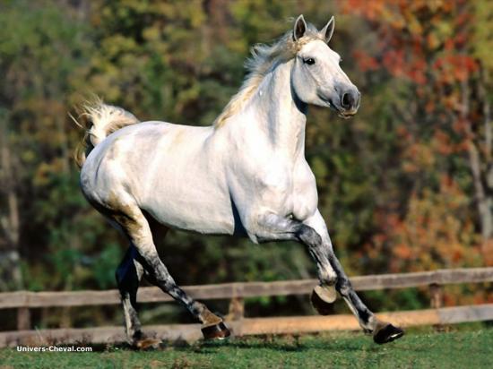 BANQUE DE PHOTOS & SITES 54327023cheval-blanc-au-galop-jpg