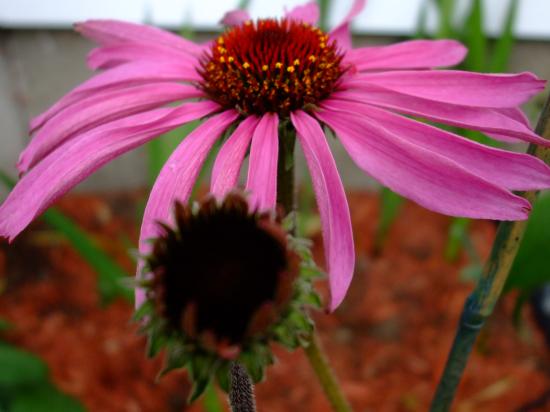 Échinacées de mon jardin 69473745dscf0448-jpg