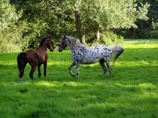 >> Jeu de la photo - Page 3 68255584chevaux-la-roche-sur-yon-france-1037651813-1099796-jpg