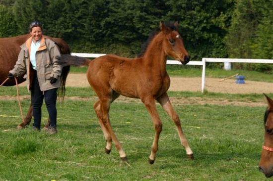 Bejaia Du Lion( Benji de saularie X Uline du Rollon) 911214488-jpg