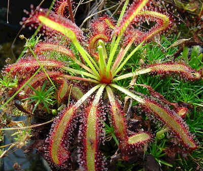 Un palu pour la reproduction de tortues... (achevé) - Page 8 43148672drosera-capensis-broad-leaves-jpg