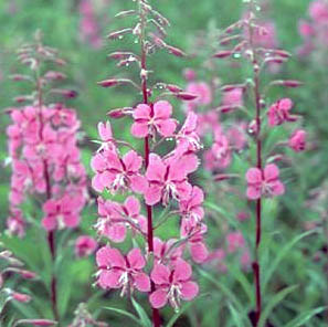 [Fiche] Identification et reconnaissance des plantes. - Page 2 62538360epilobe-jpg