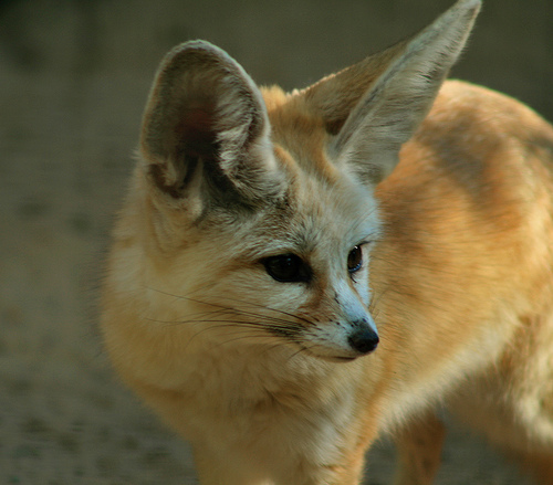 Quel est votre animal "totem"? 714641232716796716-3d66aff44d-jpg