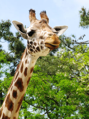 Ton animal préféré 35212509zoo-giraphe-jpg