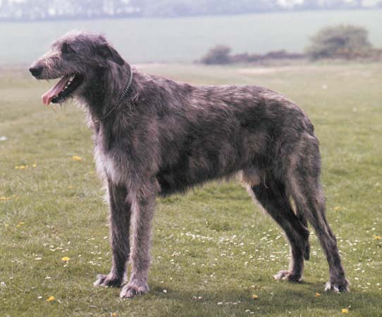 quelle est votre race de chien préferé et pourquoi ? 65174553irish-wolfhound-jpg