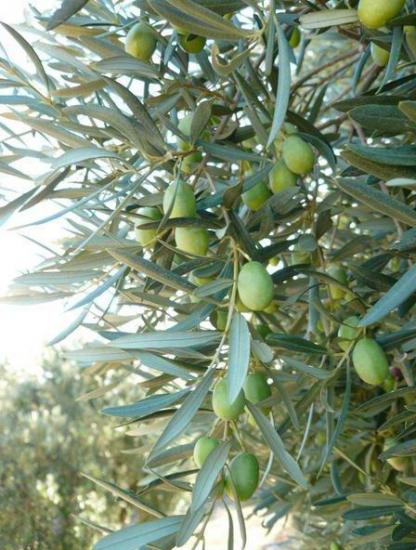 L'Olivier l'arbre mythique béni des dieux et des hommes 36123031gout-de-provence-jpg