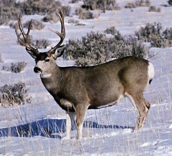 CEDAR BREAKS NATIONAL MONUMENT 18892020mule-deer-buck-jpg