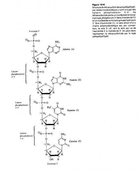 BIOLOGIE MOLECULAIRE (cours) Biomol17