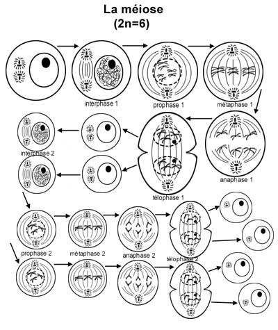 BIOLOGIE MOLECULAIRE (cours) Biomol1