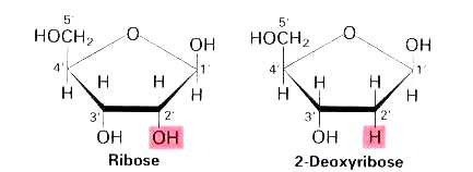 BIOLOGIE MOLECULAIRE (cours) BIOMOL5