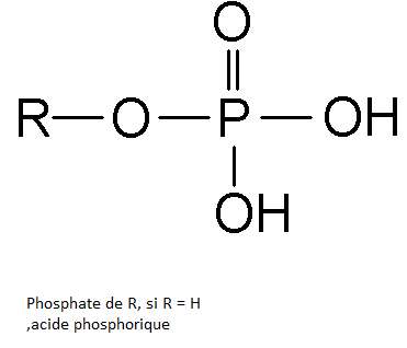 BIOLOGIE MOLECULAIRE (cours) Biomol6