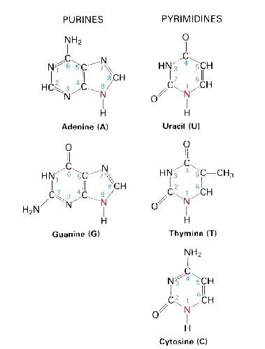 BIOLOGIE MOLECULAIRE (cours) Biomol7