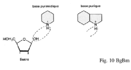 BIOLOGIE MOLECULAIRE (cours) Biomol8