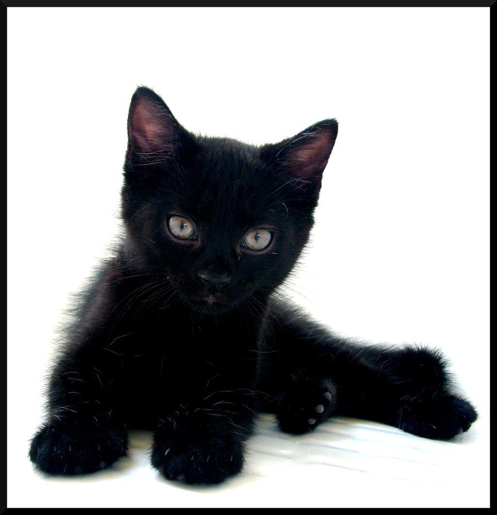 Cat Pictures Adorable-black-cat-cute-love-Favim.com-174637