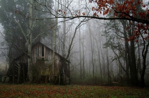 Изоставената къща Abandoned-cabin-foggy-forest-Favim.com-1571590