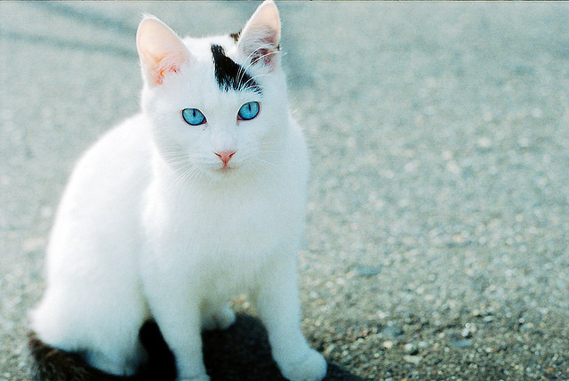 A Rouge named Sprinter  Blue-eyes-cat-cute-white-cat-Favim.com-151766