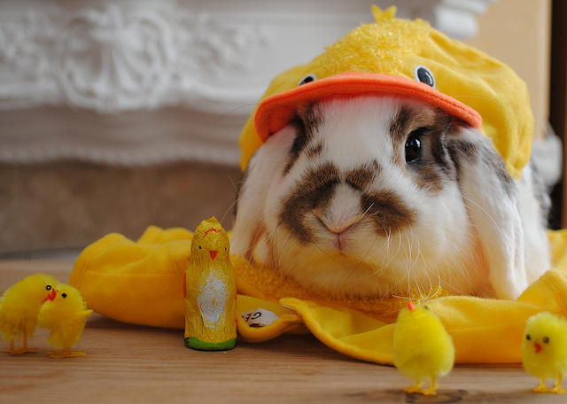 Aw Snap It's Bunny Day! Adorable-bunny-cute-duck-happy-easter-Favim.com-221167