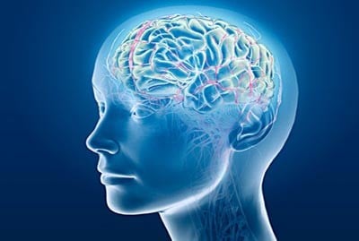 دراسة تكشف أن الدماغ يفوق الأنف في الشم Brain_824979145