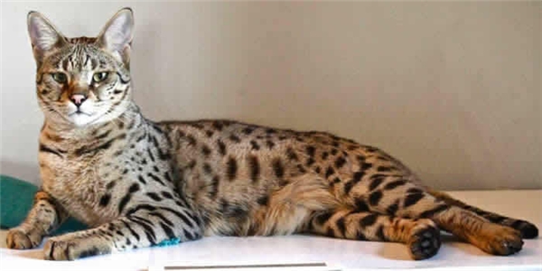 [NEKO CAFE] Trầm trồ với những chú mèo "quý tộc" trên thế giới 20151015-012903-savannah-cat3_600x300
