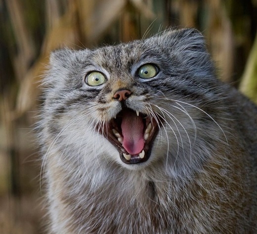 [NEKO CAFE] Cười đau bụng với loài mèo có biểu cảm siêu "bá đạo" 20151113-101600-9_520x474