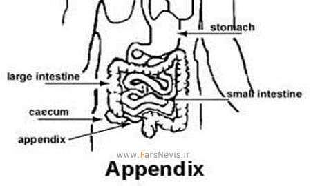 اعضای به درد نخور و بی مصرف در بدن + عکس Appendix_324x205