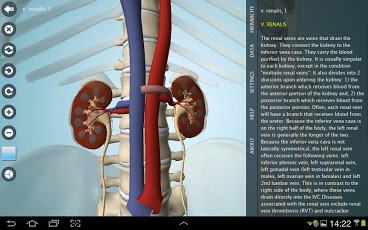 Gray’s Anatomy آناتومی بدن انسان 1019856_261