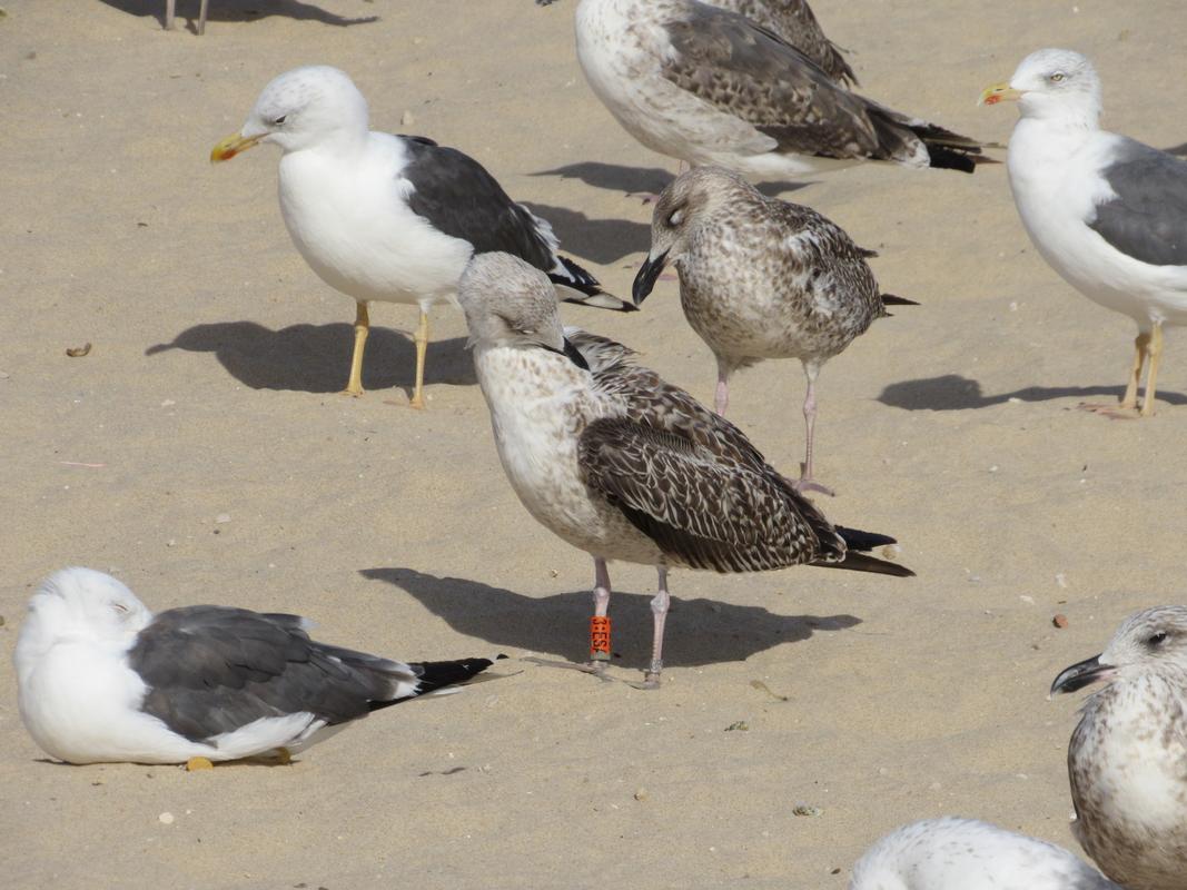 Larus fuscus - anilhas laranjas - França (Matthieu Fortin / Bretagne Vivante) - Página 3 IMG_2488