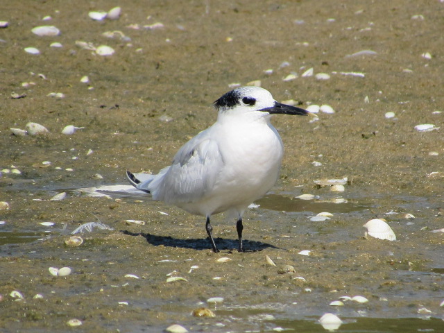 Garajau-comum (Sterna sandvicensis) IMG_5390