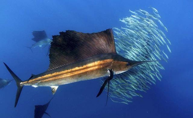 СРЕДИЗЕМНОМОРСКИ РИБИ! - Page 6 Sailfish-_Stock_Photo1