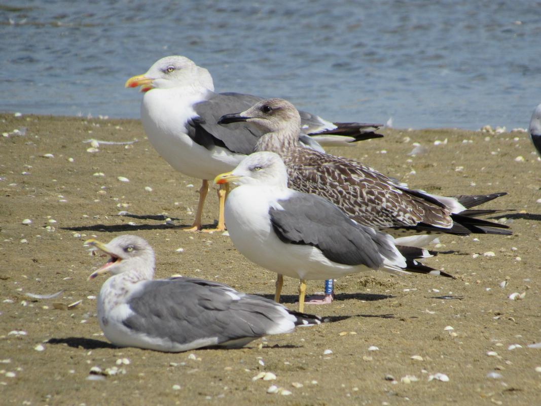 Larus fuscus - anilhas azuis - Dinamarca (Tommy Pedersen) IMG_3471