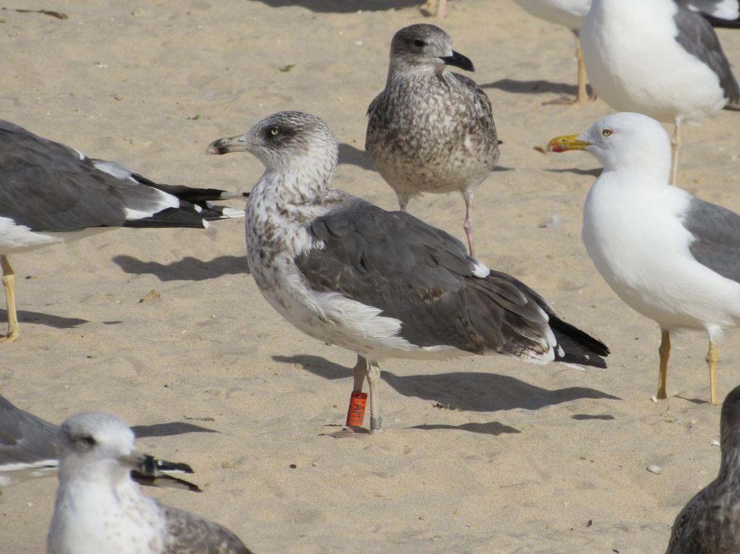 Larus fuscus - anilhas laranjas - França (Matthieu Fortin / Bretagne Vivante) - Página 3 IMG_2510