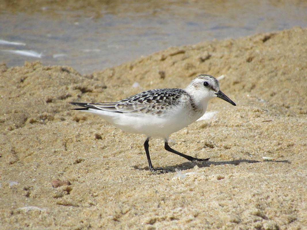 Pilrito-das-praias (Calidris alba) IMG_3438