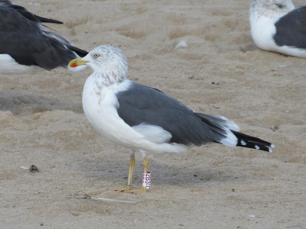 Larus fuscus - anilhas brancas - Escócia (Iain Livingstone) - Página 2 IMG_8143