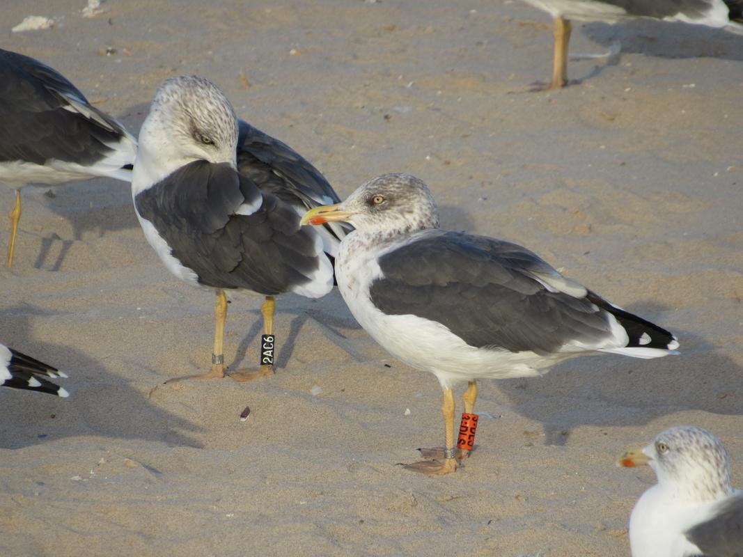 Larus fuscus - anilhas laranjas - França (Matthieu Fortin / Bretagne Vivante) - Página 3 IMG_6556