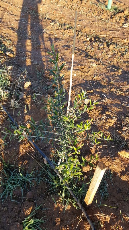 Plantación nueva con problemas en algunos olivos (Badajoz) 20171114