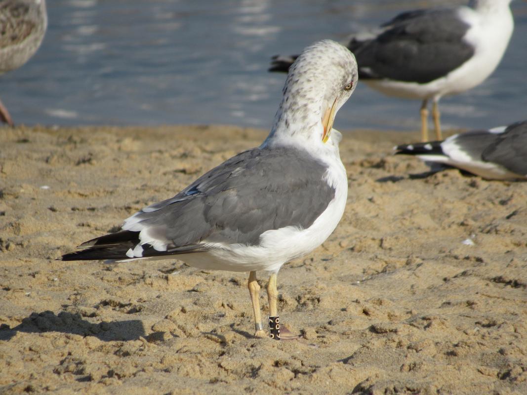 Larus fuscus - anilhas pretas - ilhas do canal da Mancha (Paul Veron) - Página 6 IMG_4759