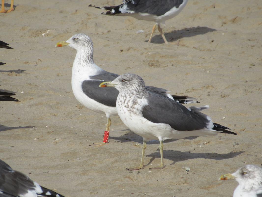 Larus fuscus - anilhas vermelhas - Inglaterra (Mike Marsh) IMG_8200