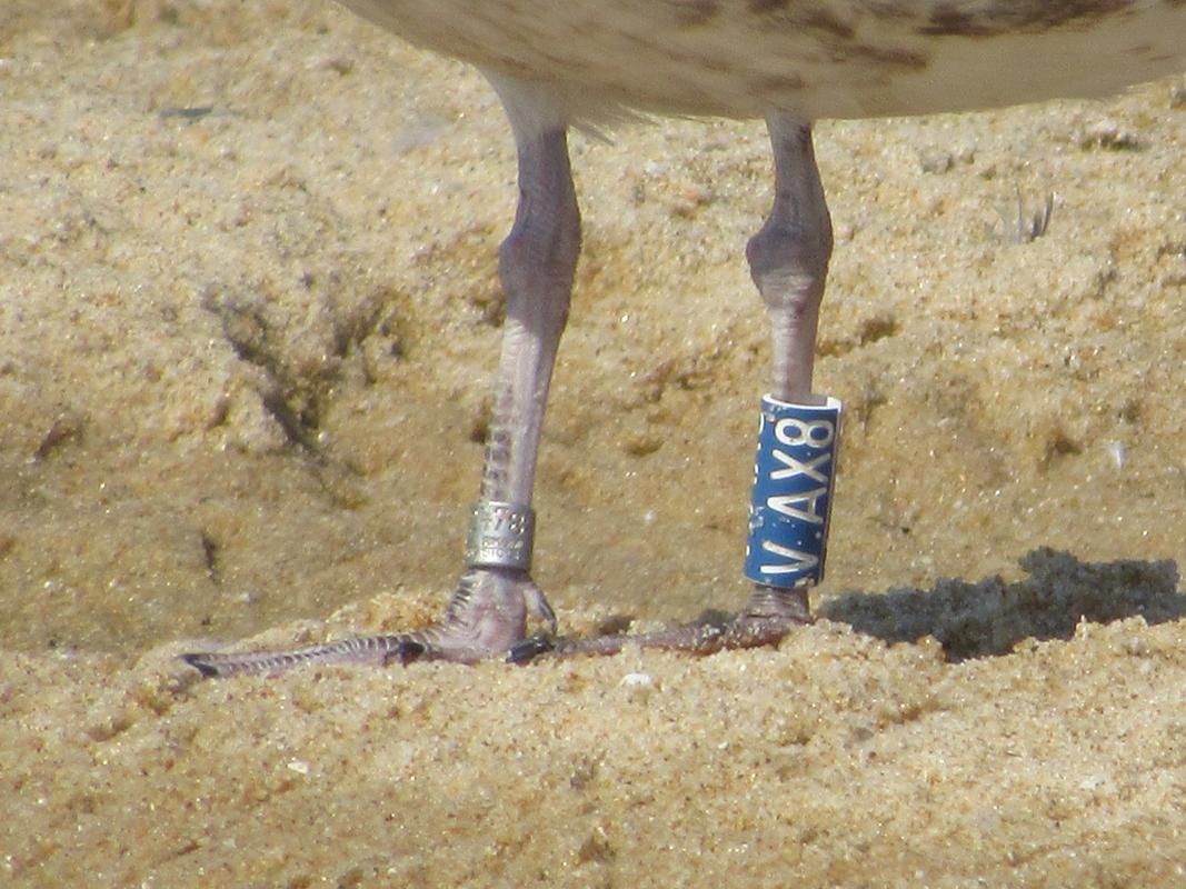 Larus fuscus - anilhas azuis - Dinamarca (Tommy Pedersen) IMG_5167