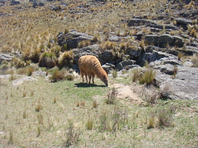 fotos de la salida a Vallecitos Image