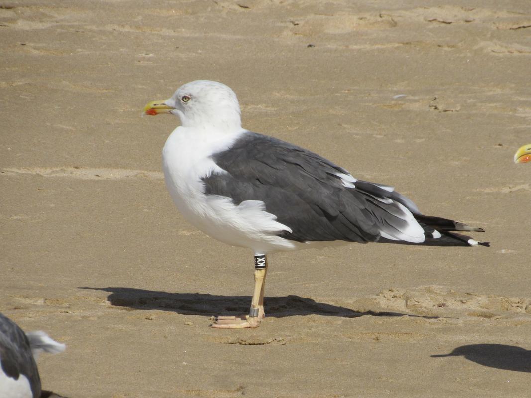 Larus fuscus - anilhas na tíbia, 2 caracteres - Holanda (Roland-Jan Buijs) - Página 3 IMG_2351