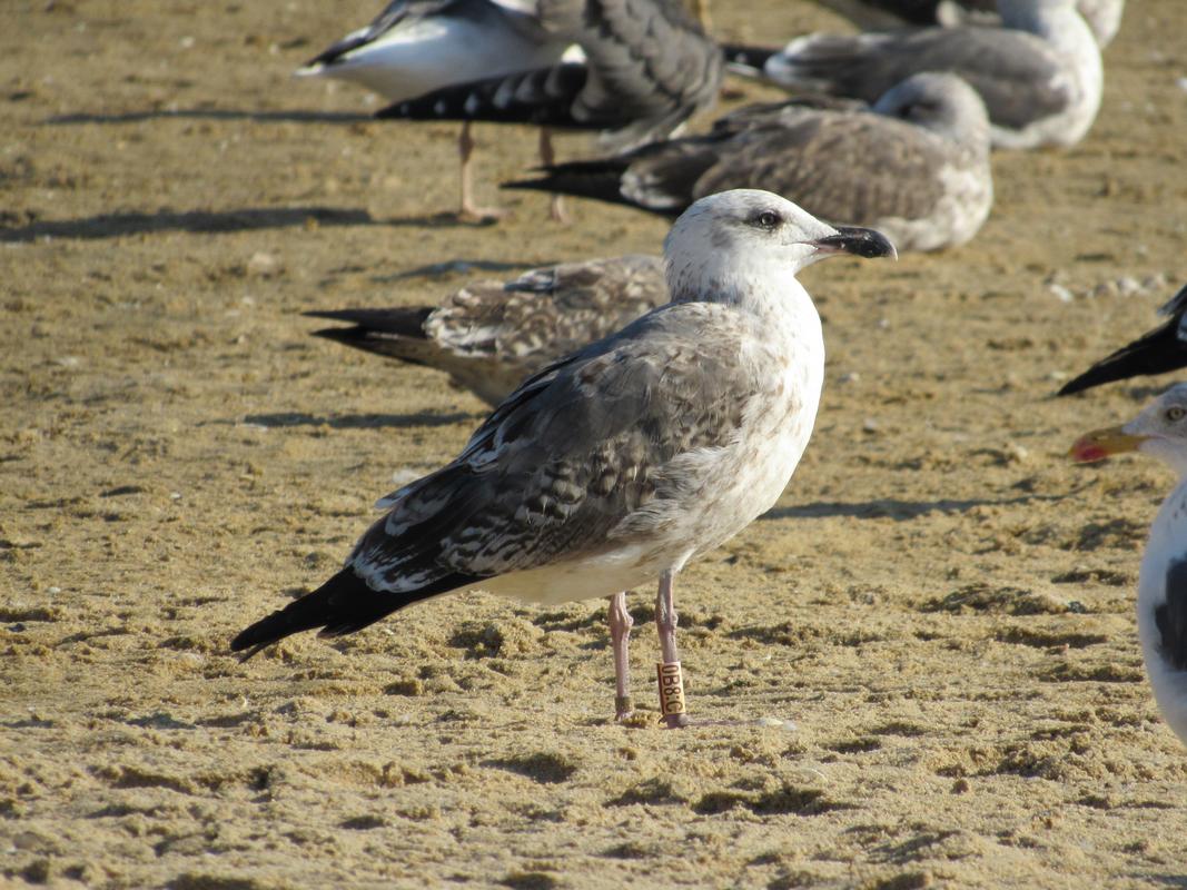 Larus fuscus - anilhas brancas - Escócia (Iain Livingstone) IMG_4819