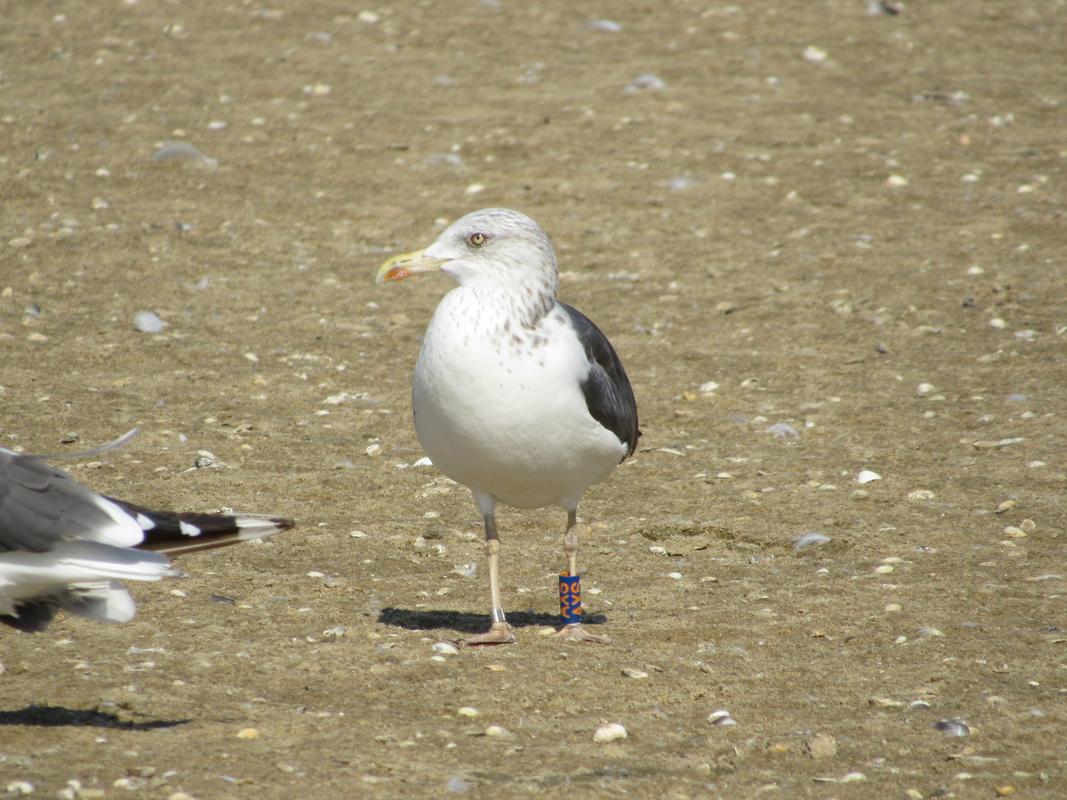 Larus fuscus - anilhas azuis com letras laranja - Inglaterra (Peter Stewart) IMG_5001