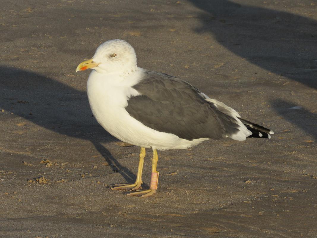 Larus fuscus – anilhas vermelhas – França (Philippe Dubois) IMG_6518