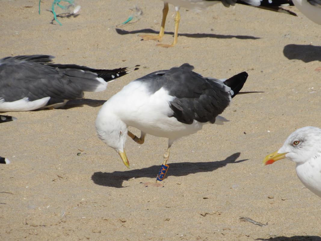 Larus fuscus - anilhas azuis com letras laranja - Inglaterra (Peter Stewart) IMG_2340