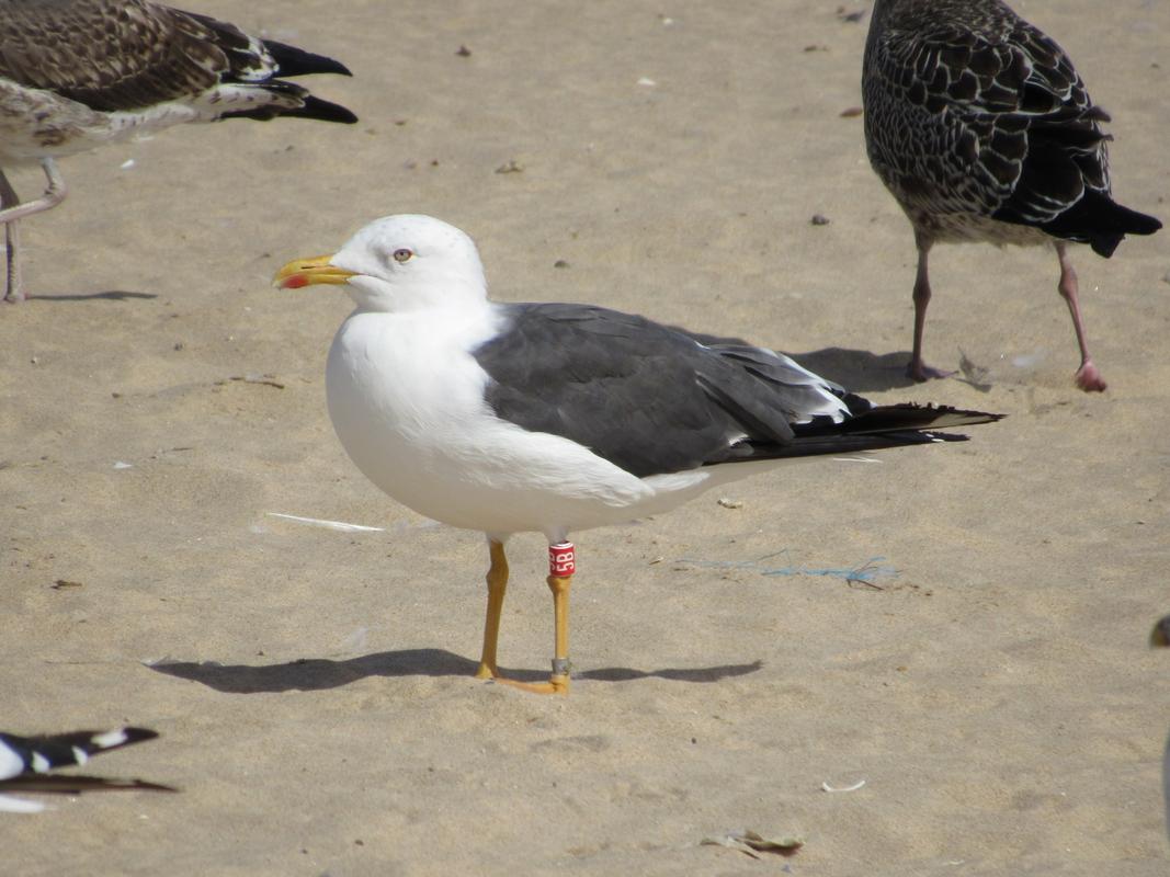 Larus fuscus - anilhas na tíbia, 2 caracteres - Holanda (Roland-Jan Buijs) - Página 3 IMG_2255