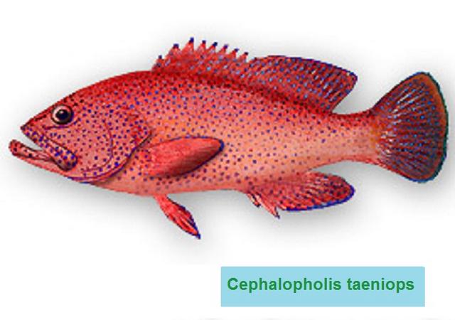 риби - СРЕДИЗЕМНОМОРСКИ РИБИ! - Page 11 Cephalopholistaeniops
