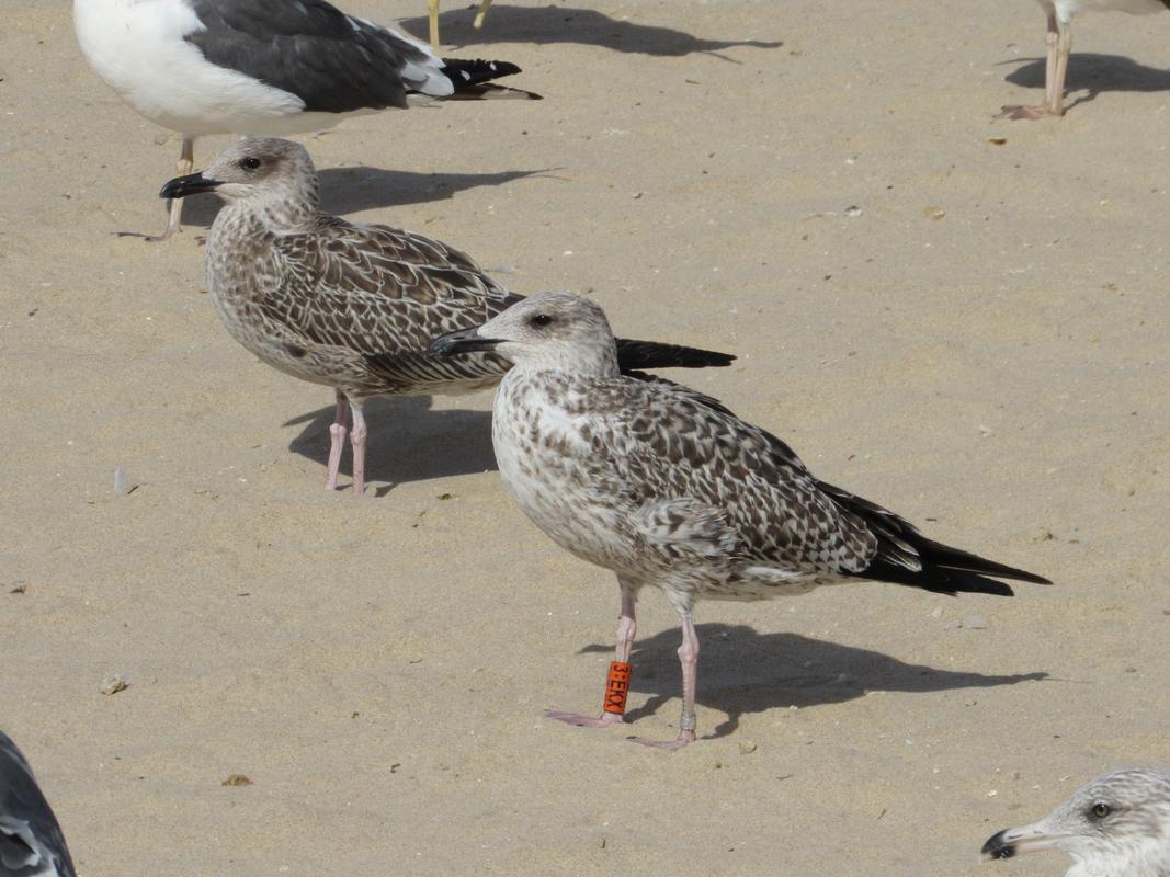 Larus fuscus - anilhas laranjas - França (Matthieu Fortin / Bretagne Vivante) - Página 3 IMG_2401