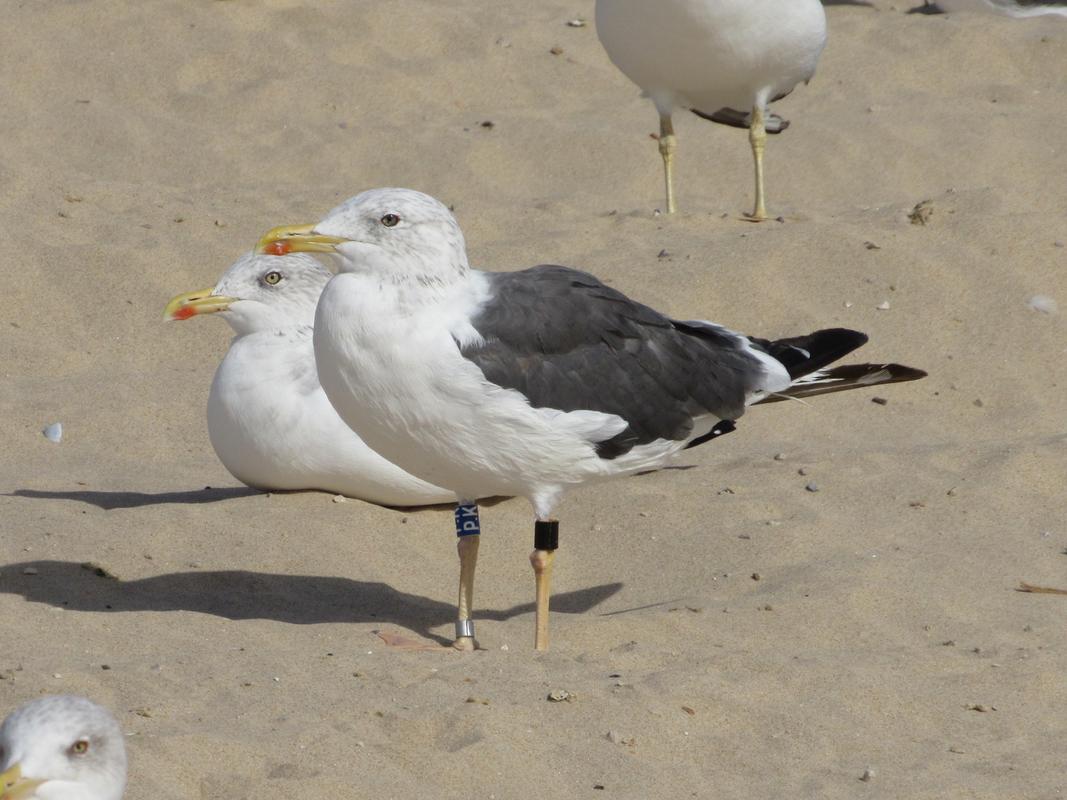 Larus fuscus - anilhas na tíbia, 2 caracteres - Holanda (Roland-Jan Buijs) - Página 3 IMG_2407