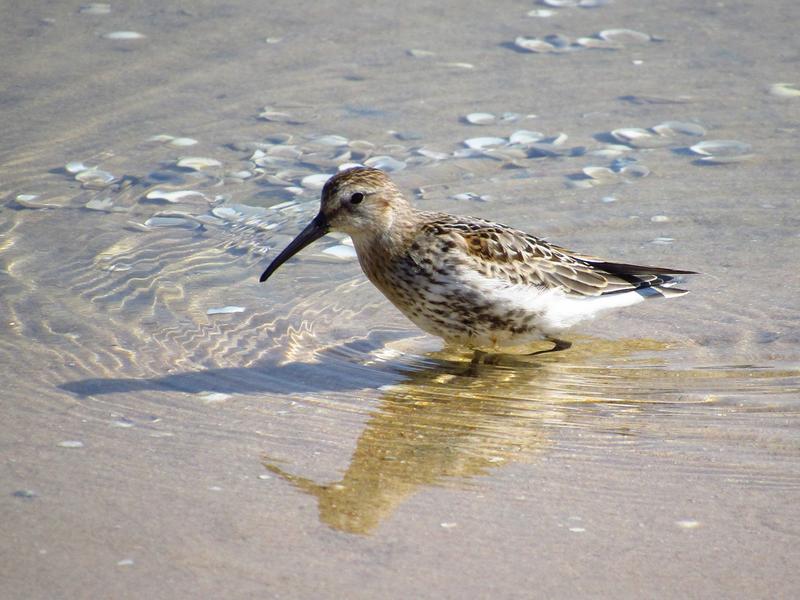 Pilrito-comum (Calidris alpina) IMG_5557